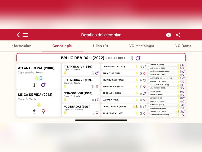 PRE Semental 4 años Tordo in Fuendetodos