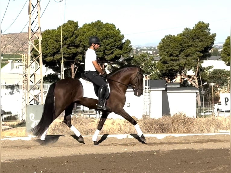 PRE Mestizo Semental 5 años 153 cm Negro in Redovan