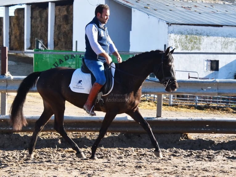 PRE Semental 5 años 154 cm Negro in Provinz Cordoba