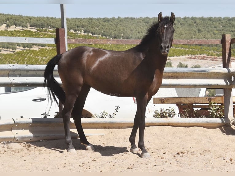PRE Semental 5 años 154 cm Negro in Provinz Cordoba
