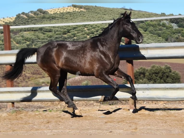 PRE Semental 5 años 154 cm Negro in Provinz Cordoba