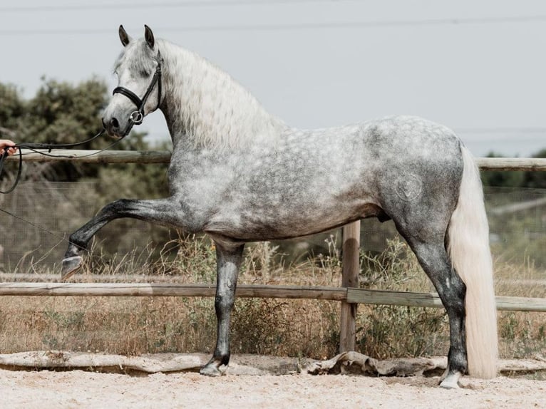 PRE Mestizo Semental 5 años 158 cm Tordo in Navas Del Madroño