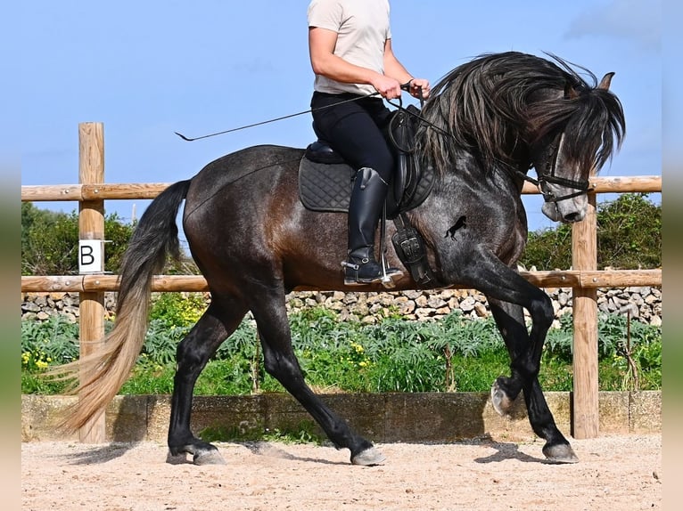 PRE Mestizo Semental 5 años 158 cm Tordo in Menorca
