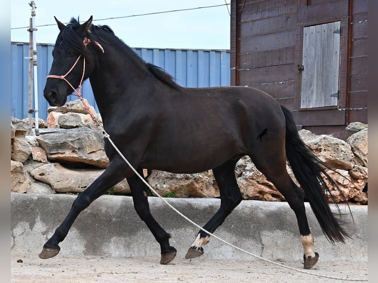 PRE Mestizo Semental 5 años 159 cm Negro in Mallorca