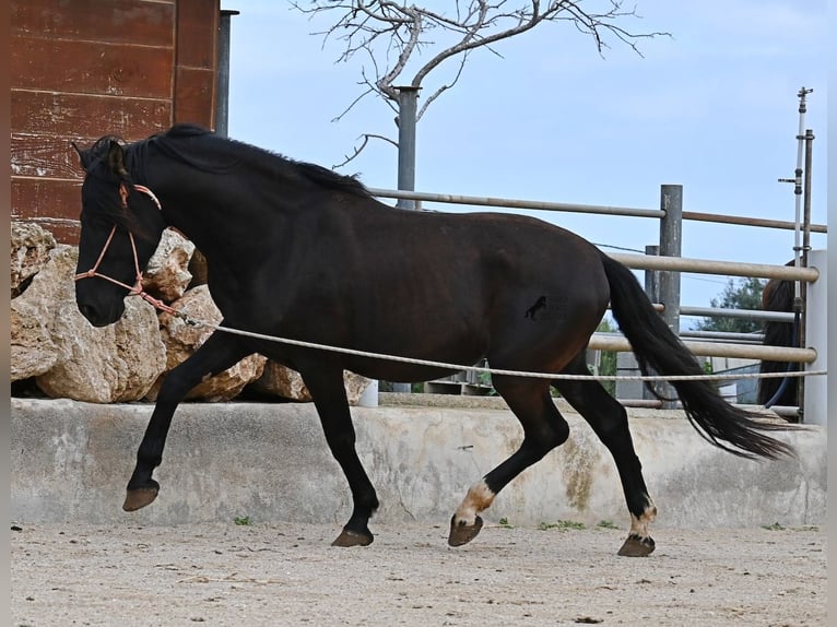 PRE Mestizo Semental 5 años 159 cm Negro in Mallorca