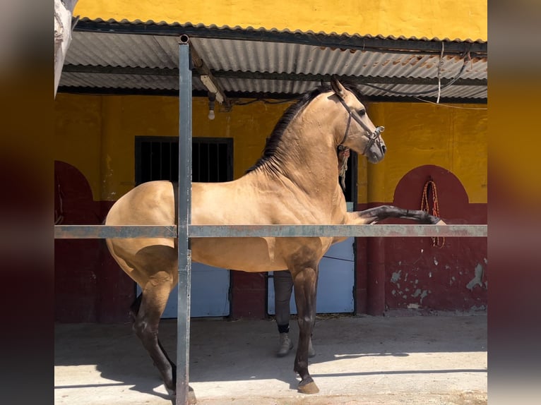 PRE Mestizo Semental 5 años 160 cm Bayo in 11500
