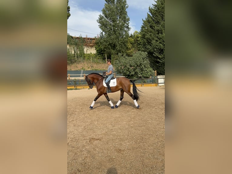 PRE Mestizo Semental 5 años 160 cm Castaño in Logroño