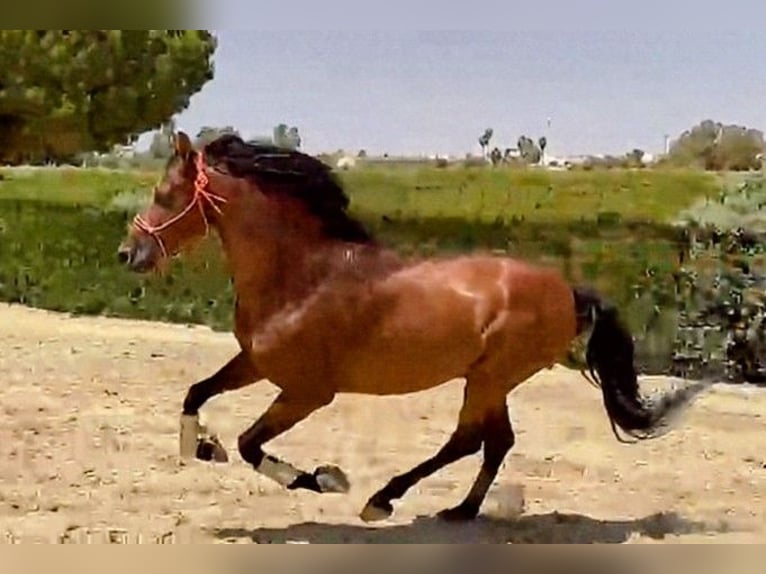 PRE Mestizo Semental 5 años 160 cm Castaño in Sevilla
