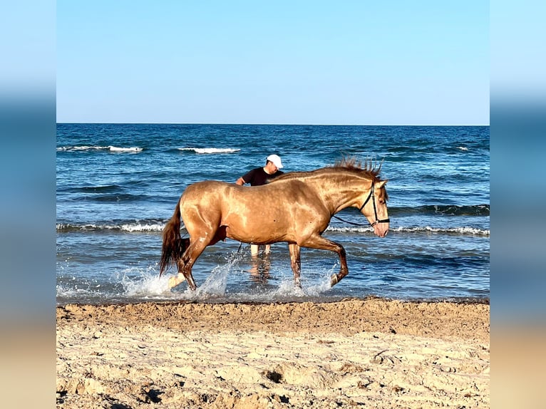 PRE Mestizo Semental 5 años 160 cm Champán in Archena