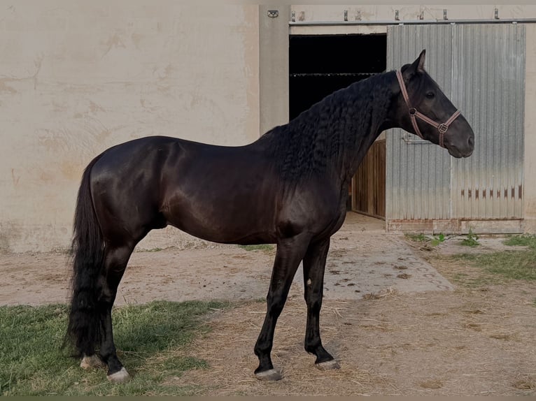 PRE Semental 5 años 160 cm Negro in Vilert