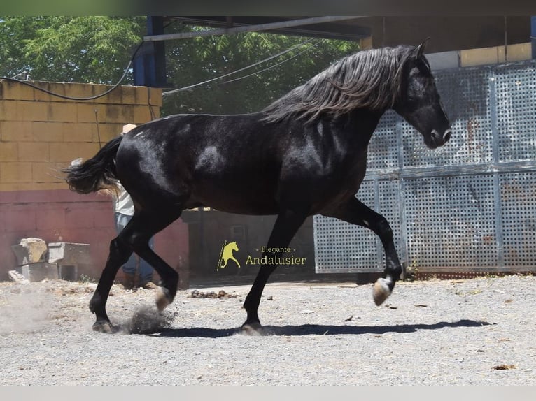 PRE Semental 5 años 160 cm Tordillo negro in Provinz Granada