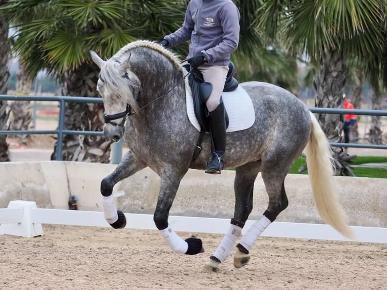 PRE Mestizo Semental 5 años 160 cm Tordo in Navas Del Madroño