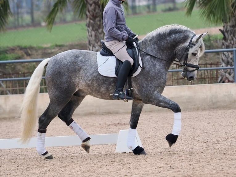 PRE Mestizo Semental 5 años 160 cm Tordo in Navas Del Madroño