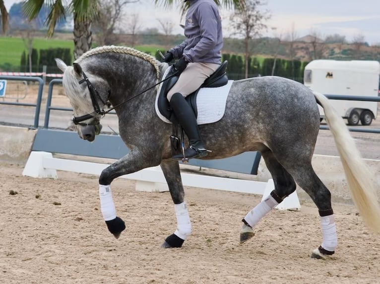 PRE Mestizo Semental 5 años 160 cm Tordo in Navas Del Madroño