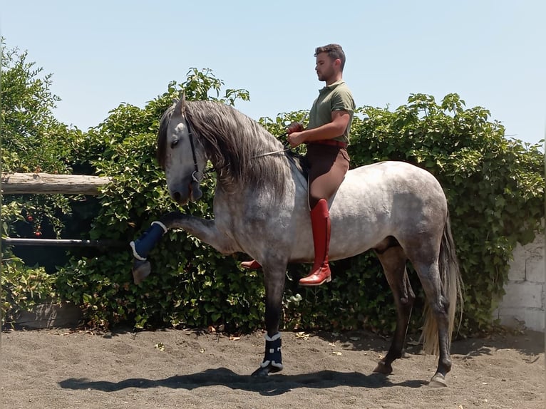 PRE Semental 5 años 160 cm Tordo in Galaroza (Huelva)