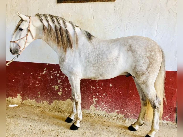 PRE Semental 5 años 160 cm Tordo in D&#xFC;sseldorf