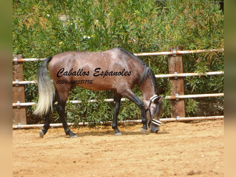 PRE Semental 5 años 160 cm Tordo rodado in Vejer de la Frontera