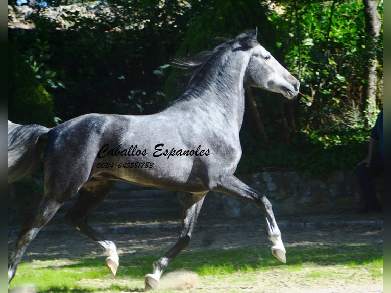PRE Mestizo Semental 5 años 160 cm Tordo rodado in Vejer de la Frontera