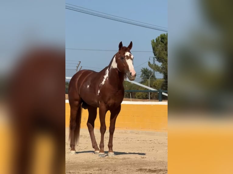 PRE Mestizo Semental 5 años 161 cm Alazán in Oststeinbek
