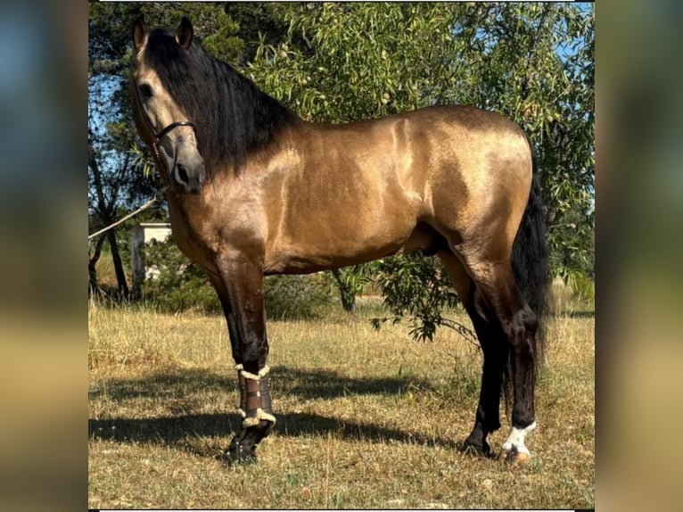 PRE Mestizo Semental 5 años 161 cm Buckskin/Bayo in Oberhausen