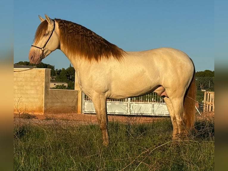 PRE Mestizo Semental 5 años 161 cm Champán in Martfeld