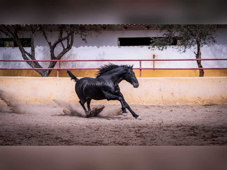 PRE Semental 5 años 161 cm Negro in Rafelguaraf