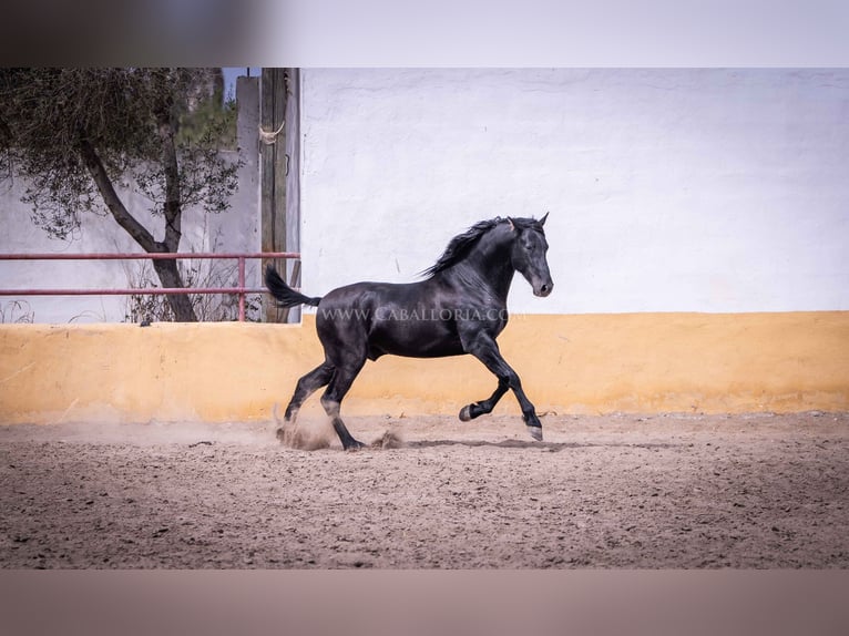 PRE Semental 5 años 161 cm Negro in Rafelguaraf