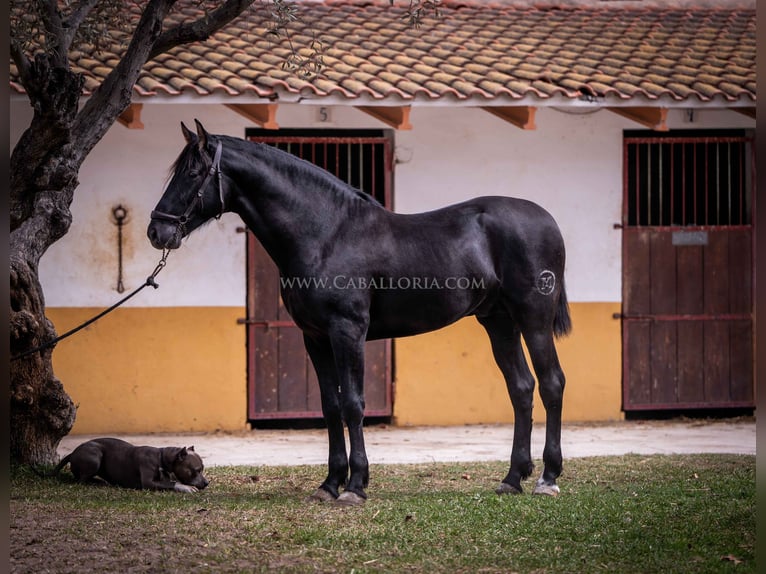 PRE Semental 5 años 161 cm Negro in Rafelguaraf