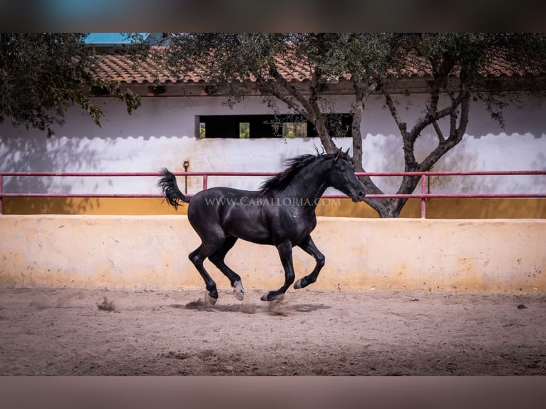 PRE Semental 5 años 161 cm Negro in Rafelguaraf