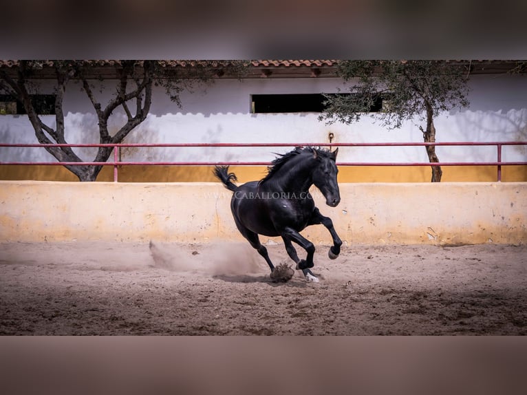 PRE Semental 5 años 161 cm Negro in Rafelguaraf
