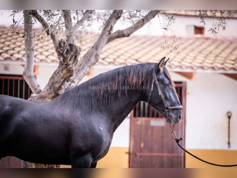 PRE Semental 5 años 161 cm Negro in Rafelguaraf