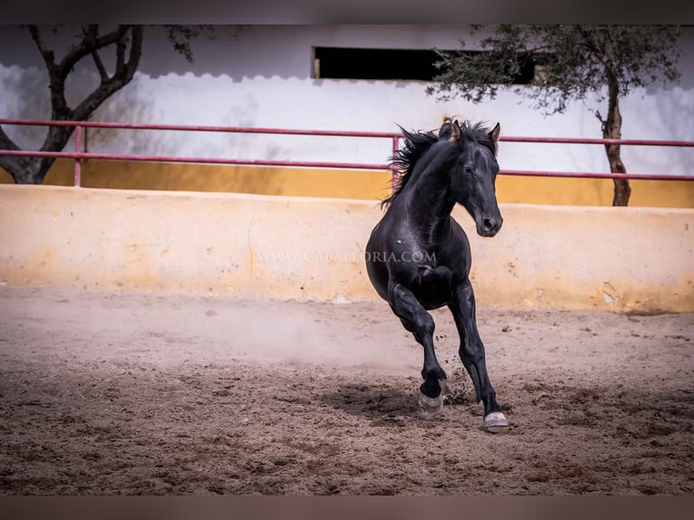 PRE Semental 5 años 161 cm Negro in Rafelguaraf
