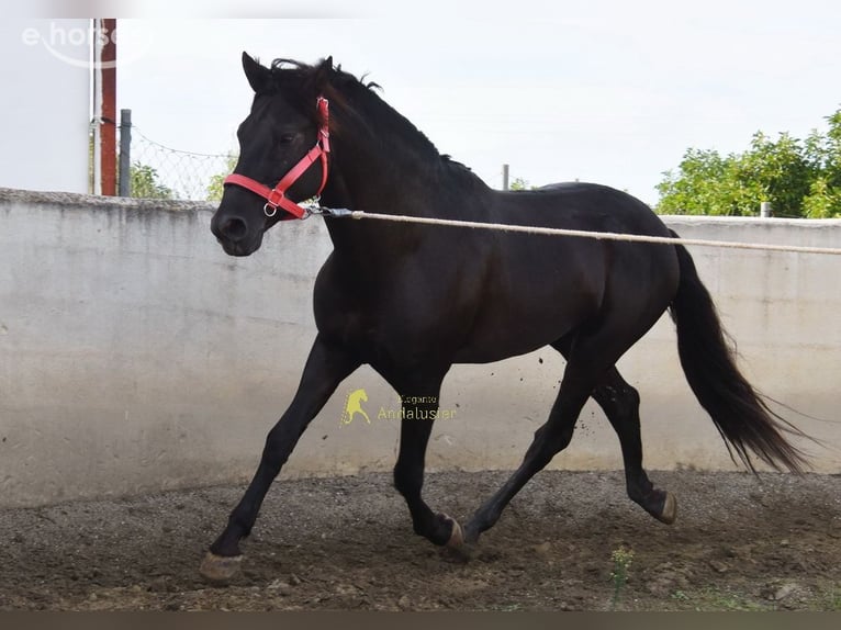 PRE Semental 5 años 161 cm Negro in Provinz Malaga