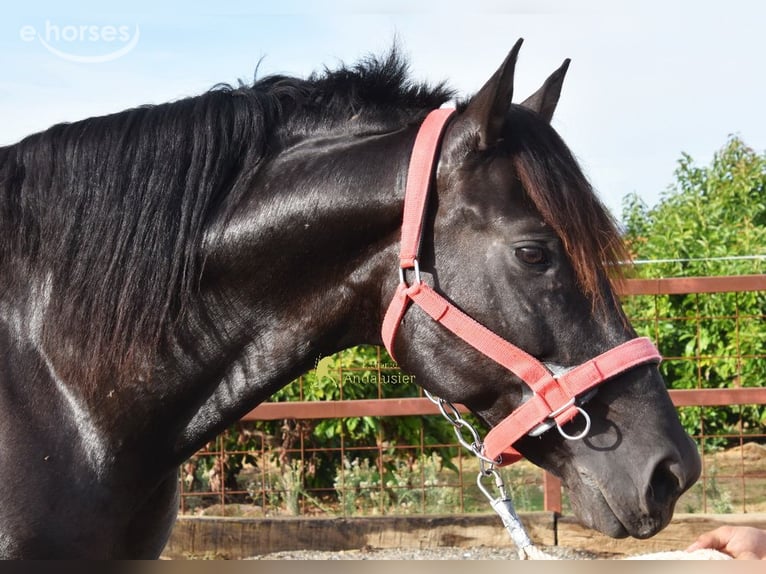 PRE Semental 5 años 161 cm Negro in Provinz Malaga
