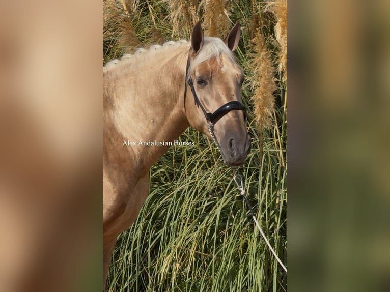 PRE Mestizo Semental 5 años 161 cm Palomino in Sevilla