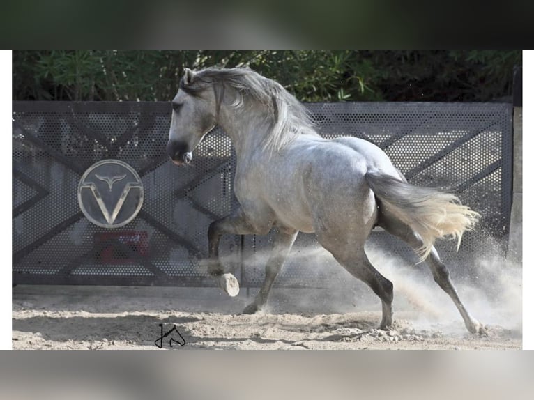 PRE Mestizo Semental 5 años 161 cm Tordo in NAVAS DEL MADRONO