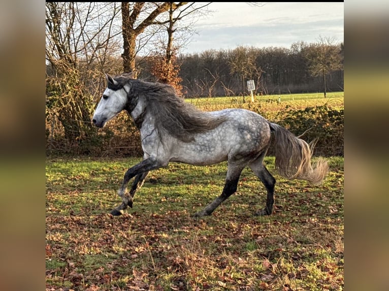 PRE Semental 5 años 161 cm Tordo rodado in Münster