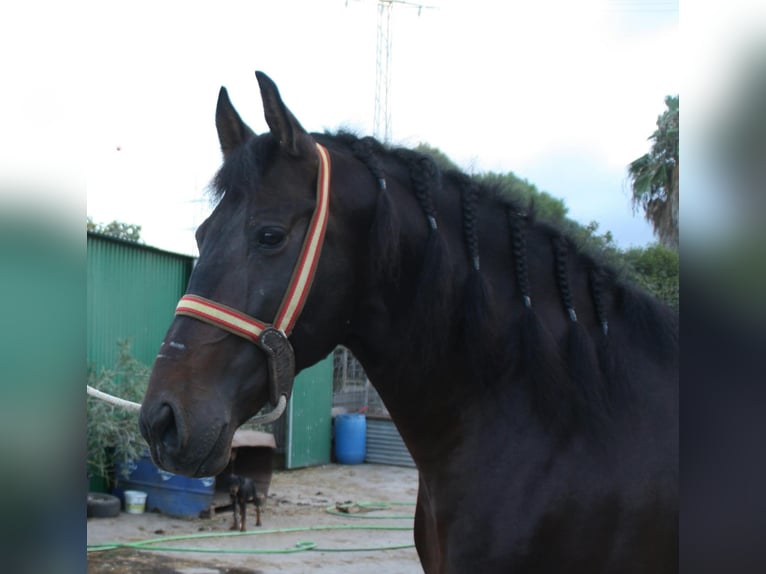 PRE Mestizo Semental 5 años 162 cm Castaño in Vejer de la Frontera