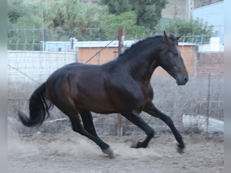 PRE Mestizo Semental 5 años 162 cm Castaño in Vejer de la Frontera