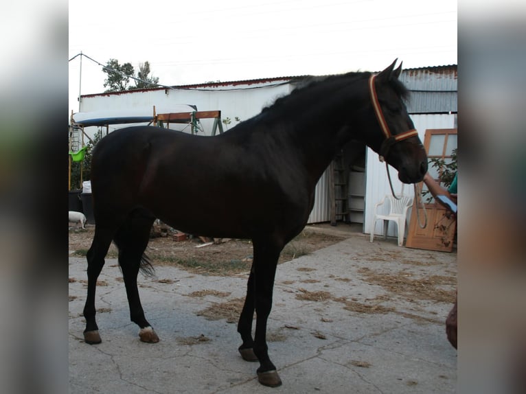 PRE Mestizo Semental 5 años 162 cm Castaño in Vejer de la Frontera