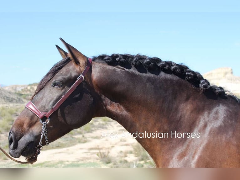 PRE Mestizo Semental 5 años 162 cm Castaño oscuro in Sevilla