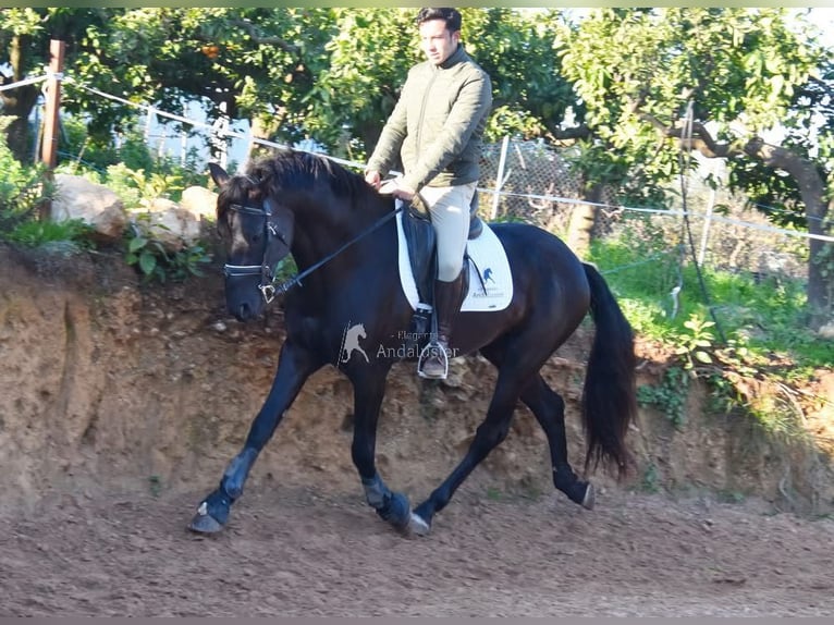 PRE Semental 5 años 162 cm Negro in Provinz Malaga