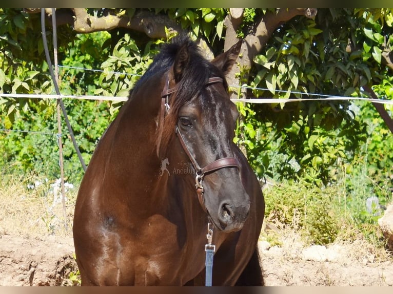 PRE Semental 5 años 162 cm Negro in Provinz Malaga