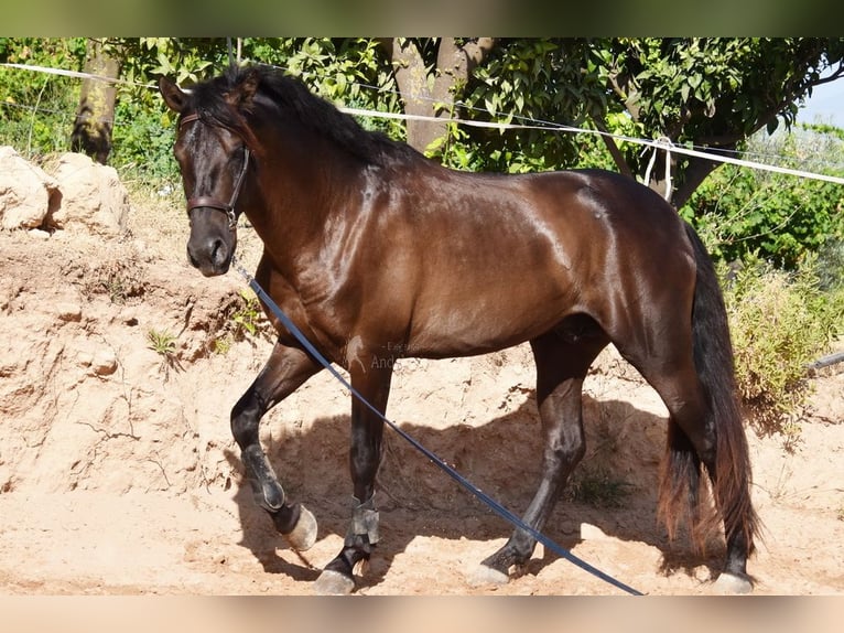 PRE Semental 5 años 162 cm Negro in Provinz Malaga