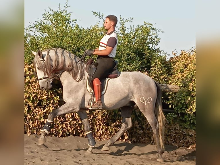 PRE Semental 5 años 162 cm Tordo in Galaroza (Huelva)
