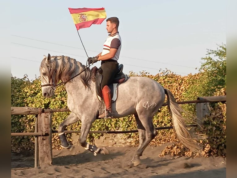 PRE Semental 5 años 162 cm Tordo in Galaroza (Huelva)