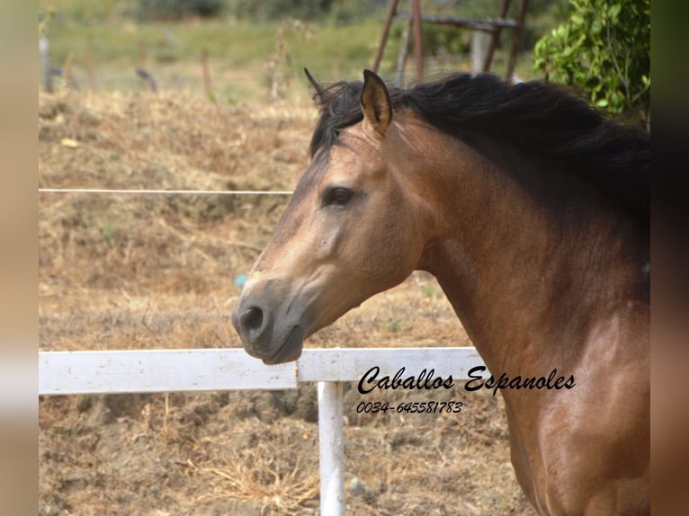 PRE Mestizo Semental 5 años 163 cm Buckskin/Bayo in Vejer de la Frontera