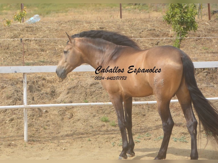 PRE Mestizo Semental 5 años 163 cm Buckskin/Bayo in Vejer de la Frontera