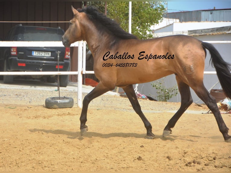 PRE Mestizo Semental 5 años 163 cm Buckskin/Bayo in Vejer de la Frontera