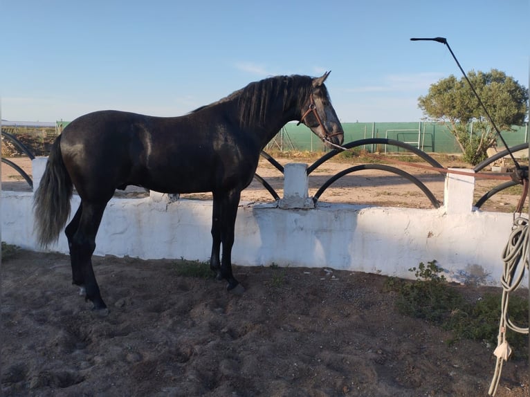 PRE Semental 5 años 163 cm in Murcia